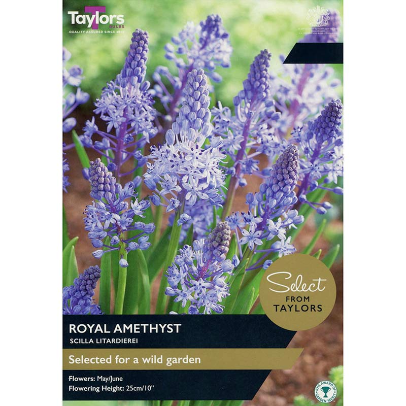 Taylors 12 Scilla Litardierei Royal Amethyst Spring Flowering Bulbs