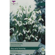 Taylors Snowdrops 'Galanthus Elwesii' Bulbs - Old Railway Line Garden Centre