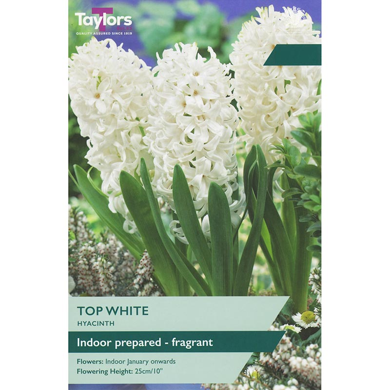 Taylors 3 Hyacinth Top White Spring Flowering Bulbs