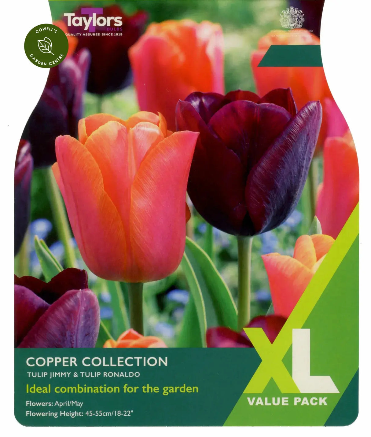 Taylors 15 Tulip Copper Spring Flowering Bulbs