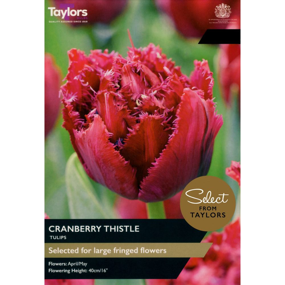 Taylors Tulips 'Cranberry Thistle' Bulbs - Old Railway Line Garden Centre