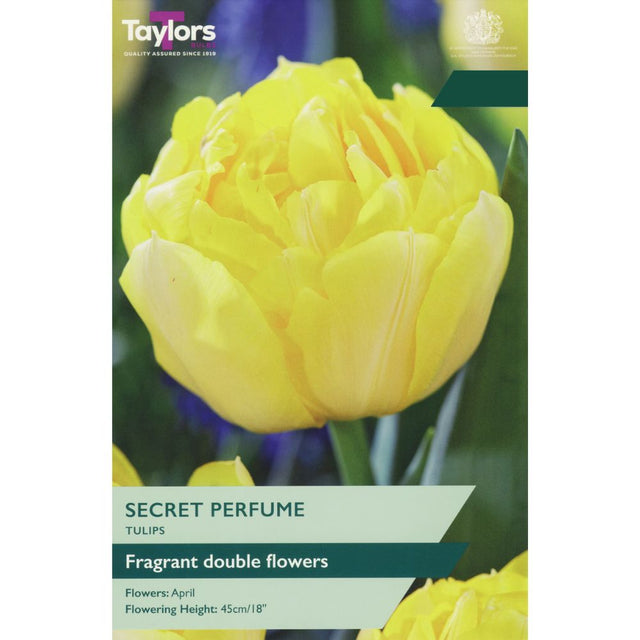 Taylors Tulips 'Secret Perfume' Bulbs - Old Railway Line Garden Centre