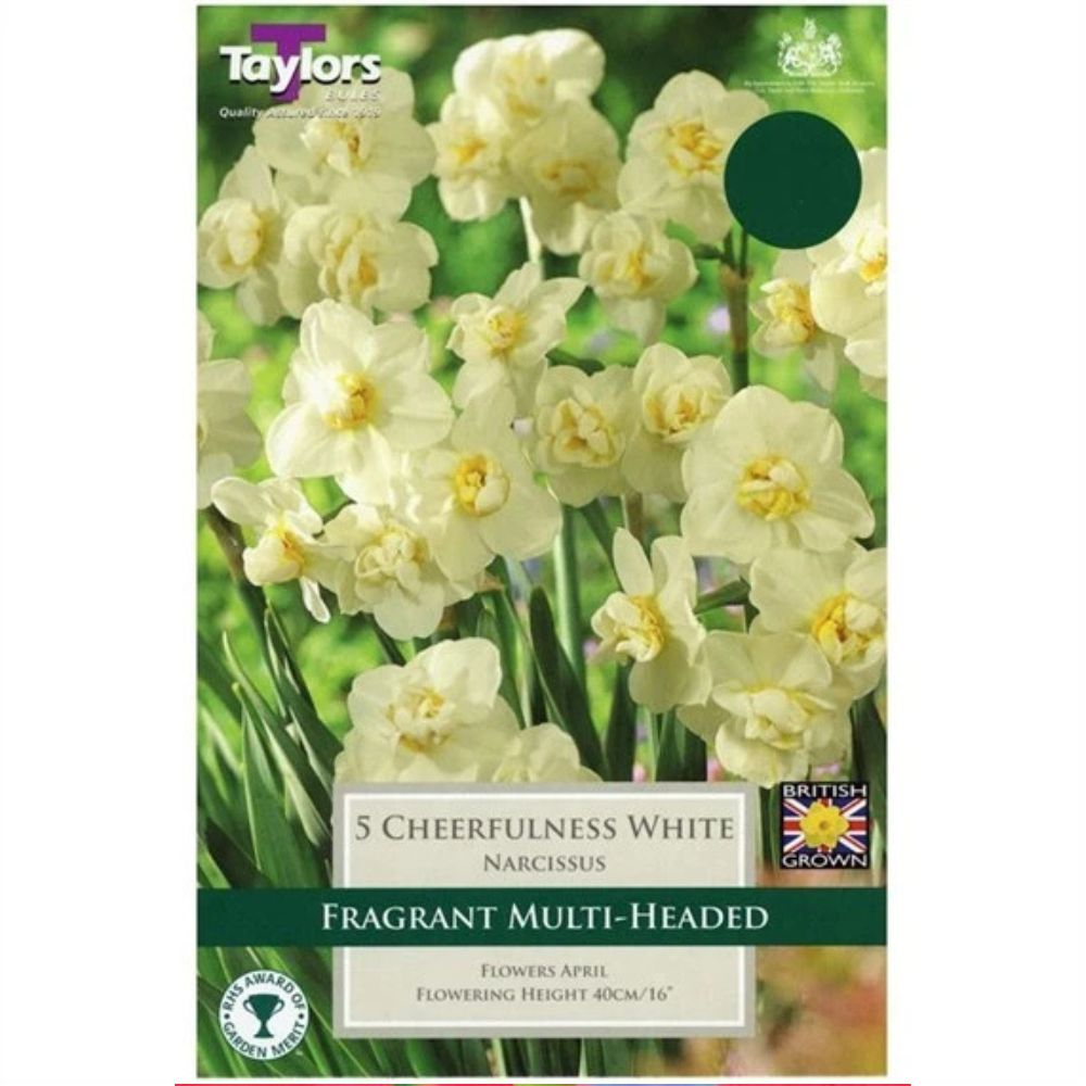 Taylors 5 White Cheerfulness Narcissus Daffodil Bulbs