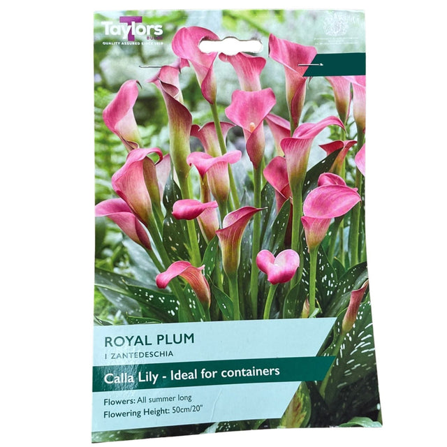 Taylors 1 Zantedeschi Royal Blum Bulb - Old Railway Line Garden Centre