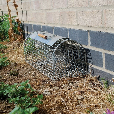 The Big Cheese The Ultra Power Live Multi - Catch Rat Trap - Old Railway Line Garden Centre