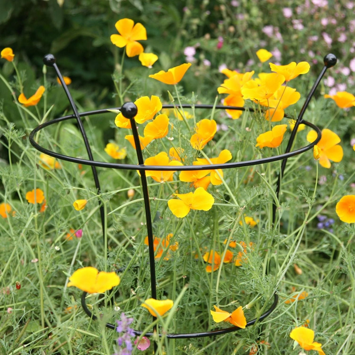 Tom Chambers 54cm Black Small Herbaceous Plant Support (Pack of 2) - Old Railway Line Garden Centre