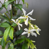 Star Jasmine 'Trachelospermum jasminoides' Climber Plant 3Ltr Pot