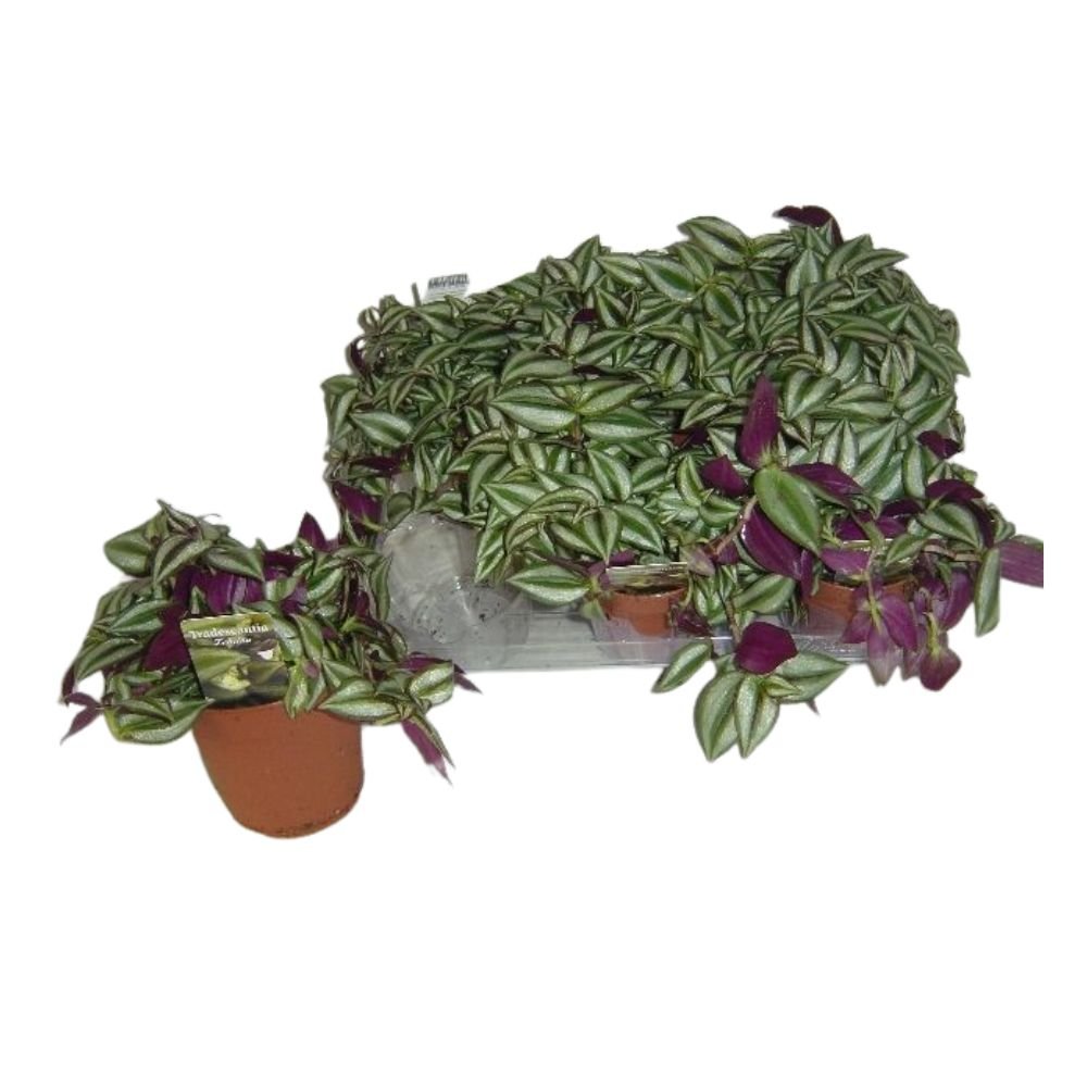 Tradescantia 'Zebra' Houseplant - 12cm Pot - Old Railway Line Garden Centre