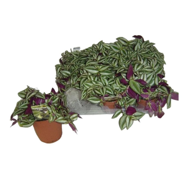 Tradescantia 'Zebra' Houseplant - 12cm Pot - Old Railway Line Garden Centre