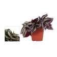 Tradescantia Zebra 'Violet Hill' Trailing Houseplant - 9cm Pot - Old Railway Line Garden Centre