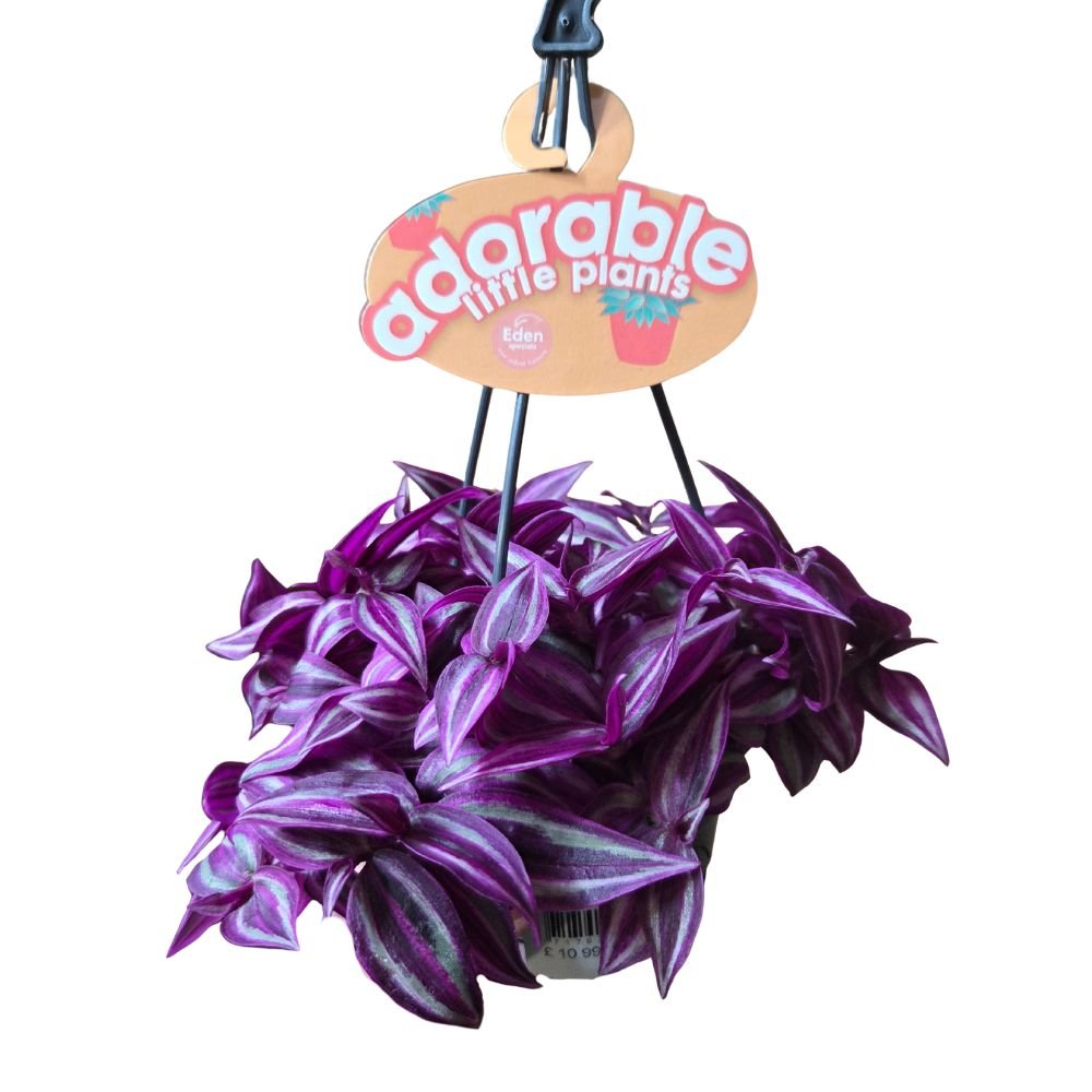 Tradescantia 'Zebrina Pink Paradise' Hanging Houseplant - 10.5cm Pot - Old Railway Line Garden Centre