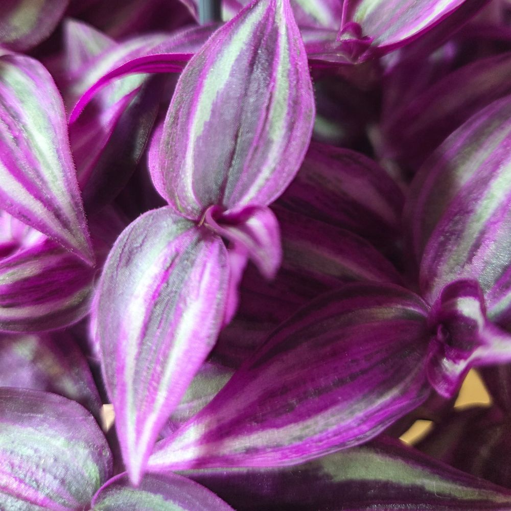 Tradescantia 'Zebrina Pink Paradise' Hanging Houseplant - 10.5cm Pot - Old Railway Line Garden Centre