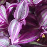 Tradescantia 'Zebrina Pink Paradise' Hanging Houseplant - 10.5cm Pot - Old Railway Line Garden Centre