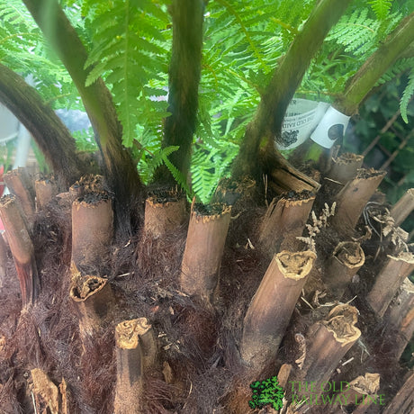 Dicksonia antarctica Soft Tree Fern with Character 2ft Tall