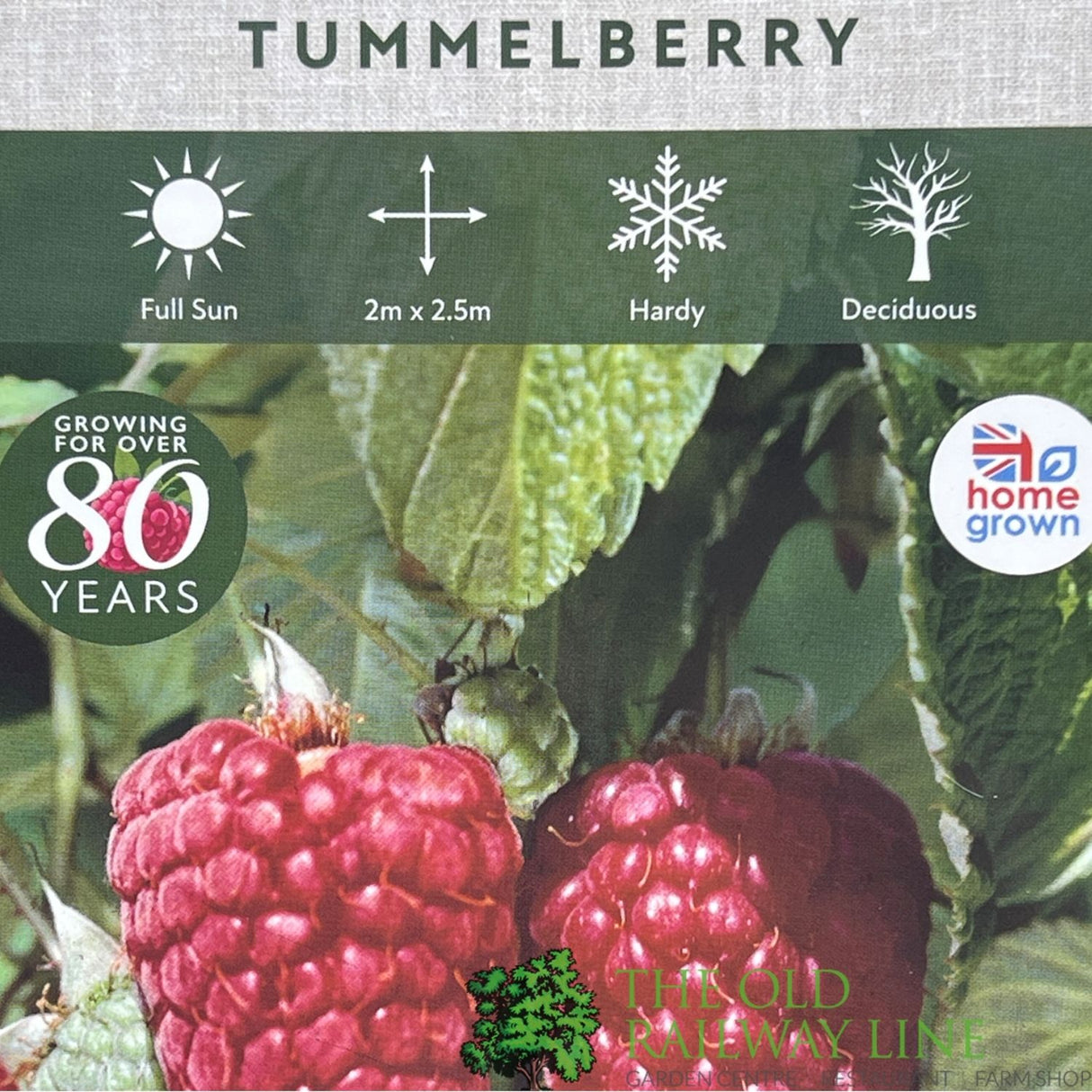 Tummelberry Fruit Bush - 3Ltr Pot