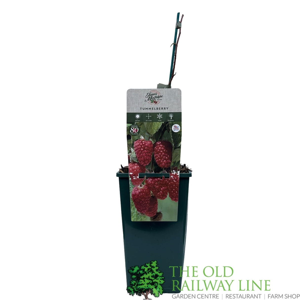 Tummelberry Fruit Bush - 3Ltr Pot