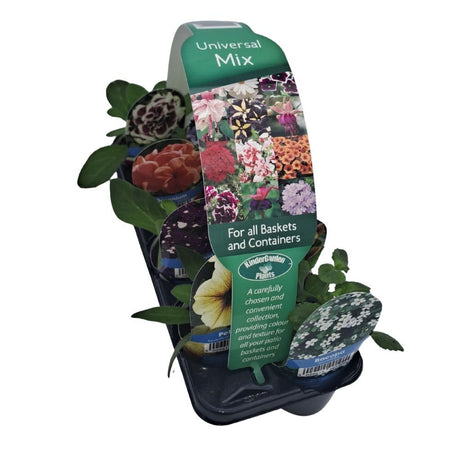 Universal Mix Collection Plug Plants - 8 Plants - Old Railway Line Garden Centre
