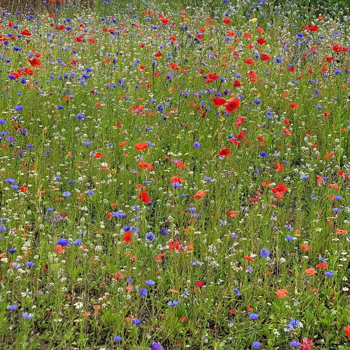Unwins Nature’s Haven 1.2kg Easy Wildflowers Seed Mix