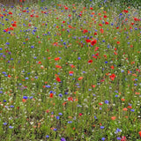 Unwins Nature’s Haven 1.2kg Easy Wildflowers Seed Mix