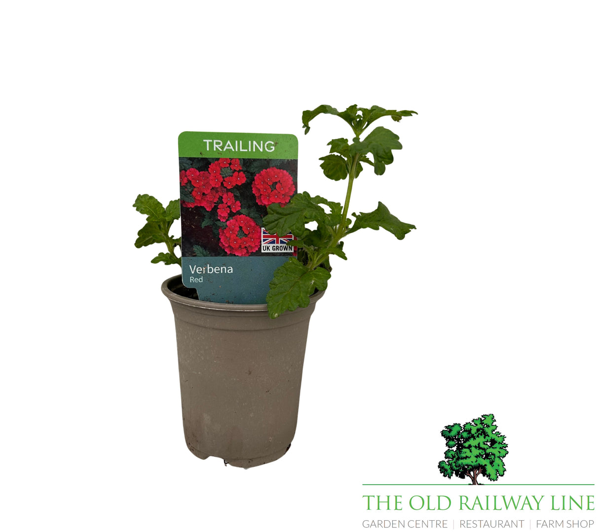 Verbena 'Rapunzel Red' 9cm Pot