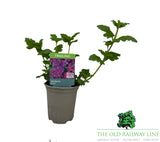 Verbena 'Vectura Purple' 9cm Pot