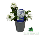 Verbena 'White' 9cm Pot