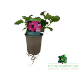 Verbena 'Lanai Pink' 9cm Pot