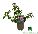 Verbena 'Red Twister' 9cm Pot