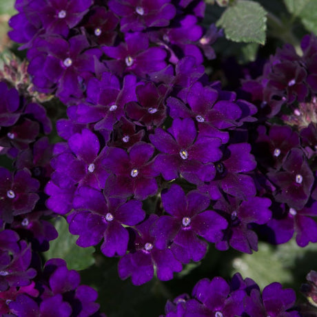 Verbena Showboat Midnight Bedding Plug Plant - Old Railway Line Garden Centre