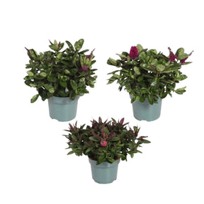 Veronica speciosa Hebe 'Addenda' Plant - 12cm Pot - (Assorted) - Old Railway Line Garden Centre