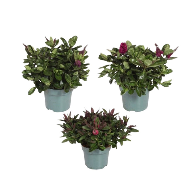 Veronica speciosa Hebe 'Addenda' Plant - 12cm Pot - (Assorted) - Old Railway Line Garden Centre