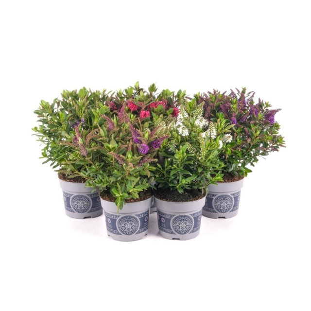 Veronica speciosa Hebe 'All Blooms' Plant - 17cm Pot - (Assorted) - Old Railway Line Garden Centre