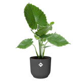 Elho 30cm Vibes Fold Round Plant Pot - Anthracite