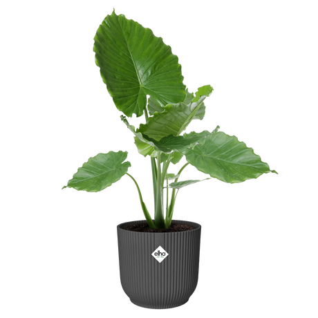 Elho 30cm Vibes Fold Round Plant Pot - Anthracite