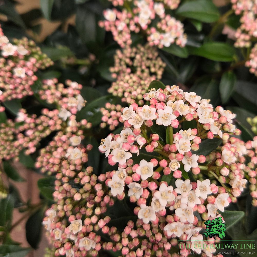 Viburnum tinus 'Eve Price' - Shrub Plant - 7.5Ltr Pot