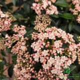 Viburnum tinus 'Eve Price' - Shrub Plant - 7.5Ltr Pot