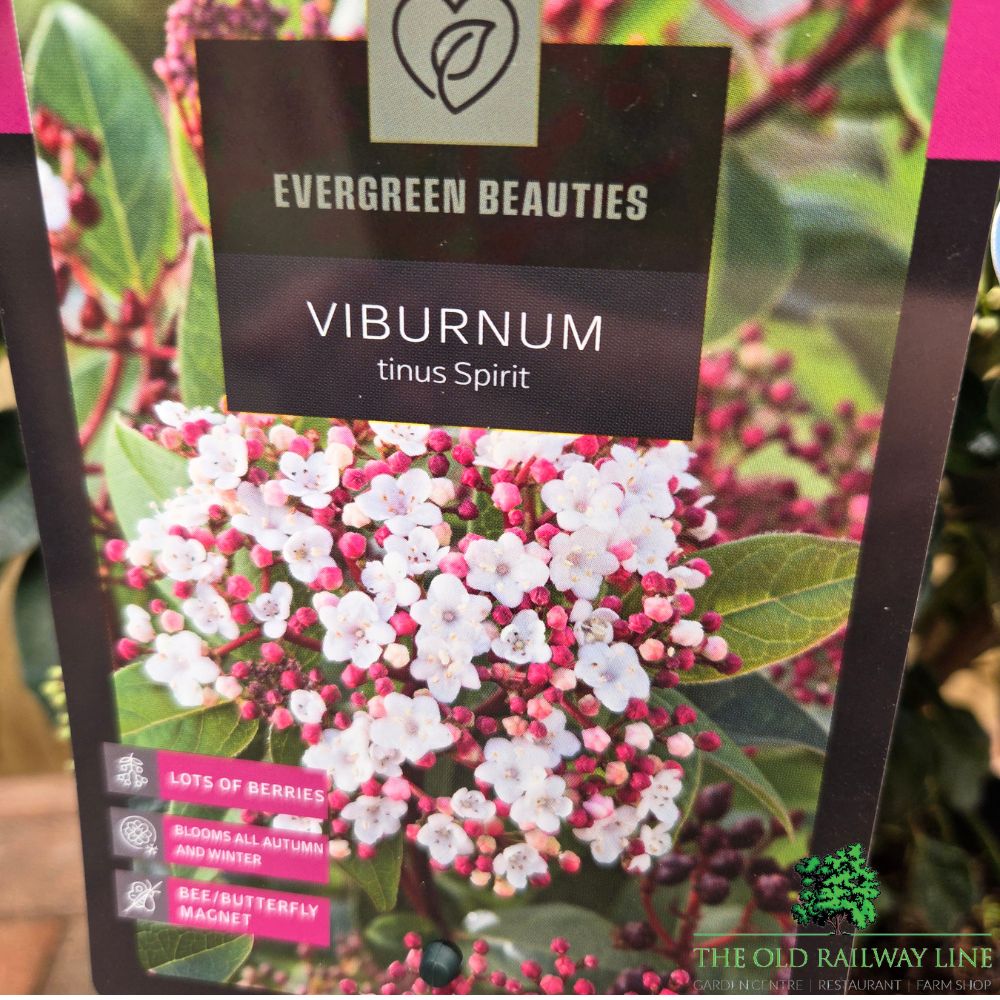 Viburnum tinus 'Eve Price' - Shrub Plant - 7.5Ltr Pot