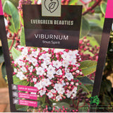 Viburnum tinus 'Eve Price' - Shrub Plant - 7.5Ltr Pot