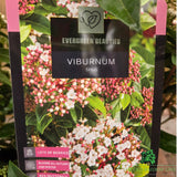 Viburnum tinus 'Eve Price' - Shrub Plant - 7.5Ltr Pot