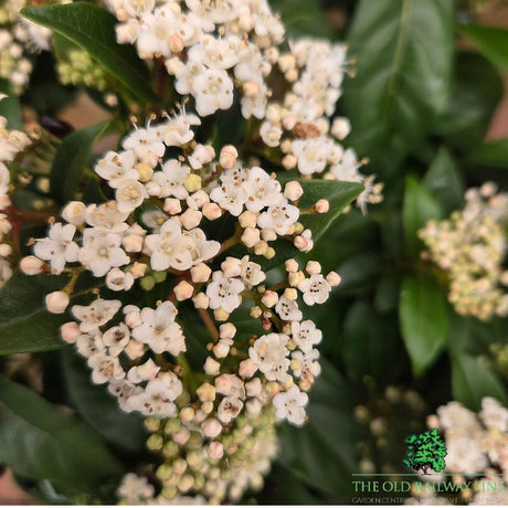 Viburnum tinus 'Eve Price' - Shrub Plant - 7.5Ltr Pot - Old Railway Line Garden Centre