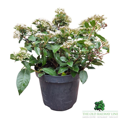 Viburnum tinus 'Eve Price' - Shrub Plant - 7.5Ltr Pot - Old Railway Line Garden Centre