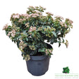 Viburnum tinus 'Eve Price' - Shrub Plant - 7.5Ltr Pot - Old Railway Line Garden Centre