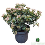 Viburnum tinus 'Eve Price' - Shrub Plant - 7.5Ltr Pot - Old Railway Line Garden Centre