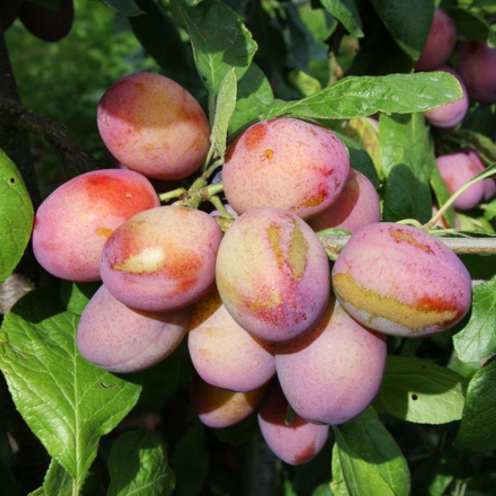 Plum Tree 'Victoria' Fruit Tree 12Ltr Pot