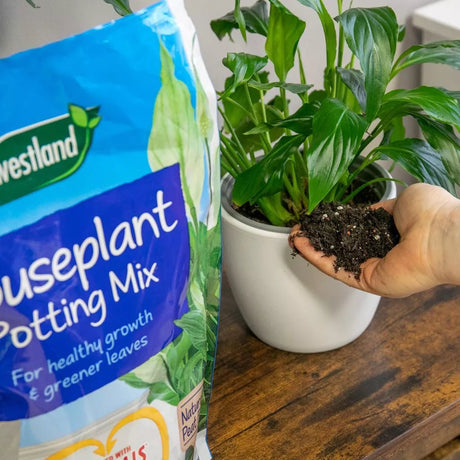 Westland 8L Peat Free Houseplant Potting Mix - Old Railway Line Garden Centre