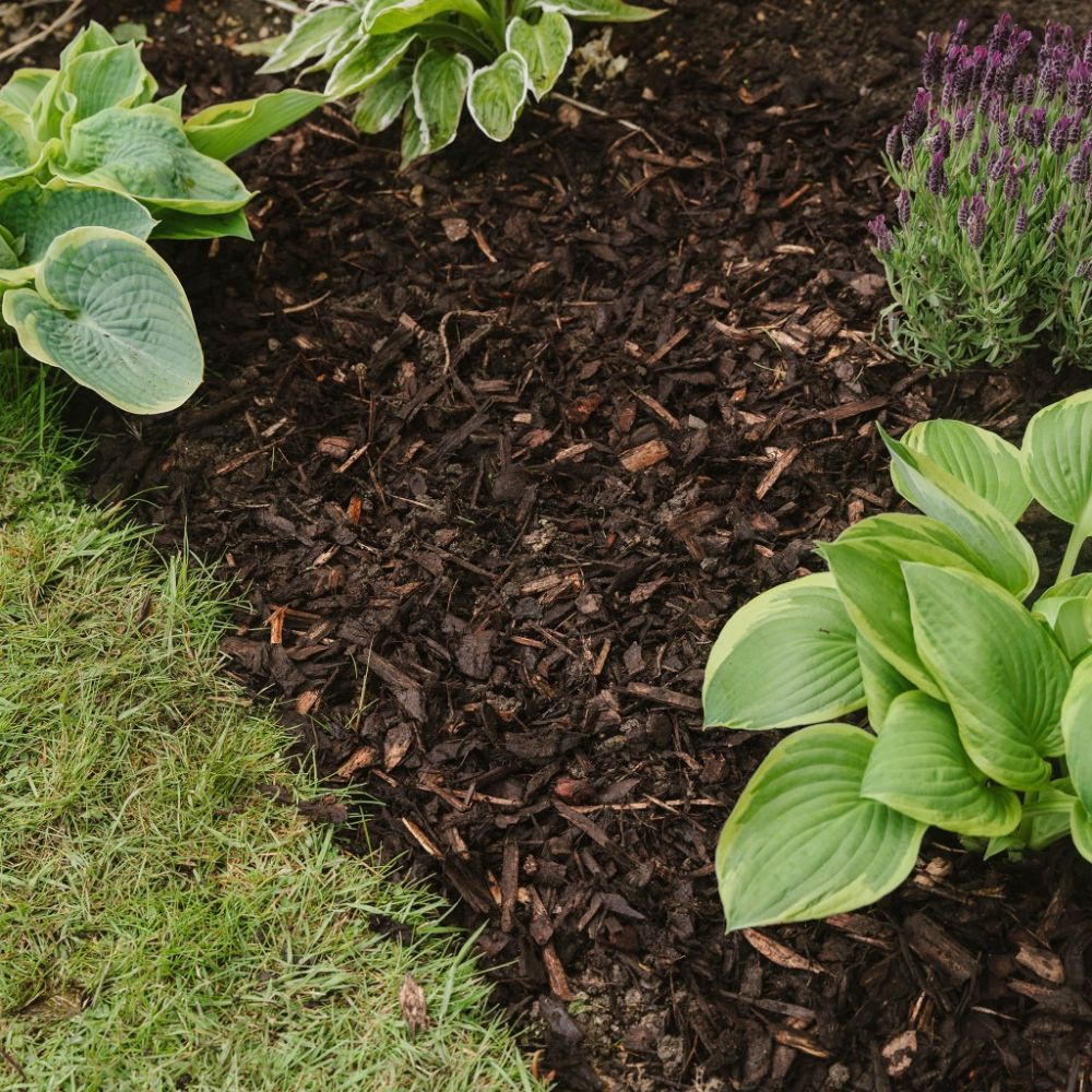 Westland 70Lt Decorative Mini Bark