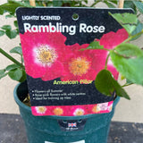 Whartons 'American Pillar' Pink Climbing Rose 4 Ltr Pot