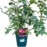 Whartons 'American Pillar' Pink Climbing Rose 4 Ltr Pot