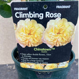 Whartons 'Chinatown' Yellow Floribunda 3Ltr Pot