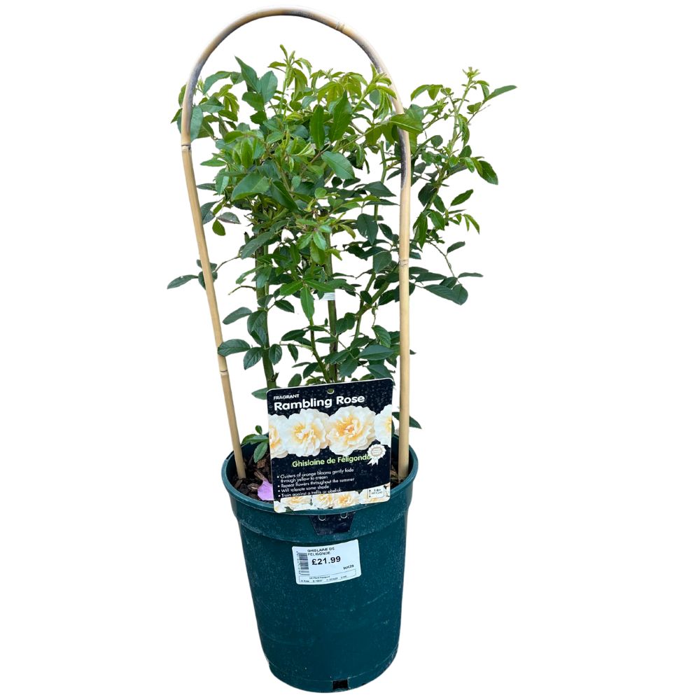 Whartons 'Ghislaine de Feligonde' Pink Rambling Rose 4Ltr Pot